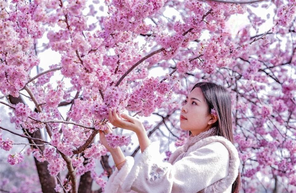 武大樱花何时开？最新答案来了