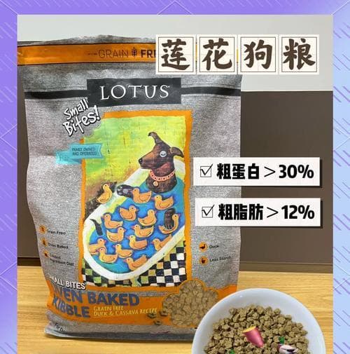 四十天比熊幼犬喂食指南：科学喂养助力健康成长