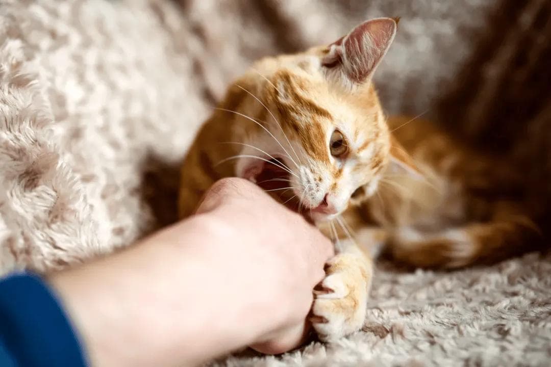 人被猫咬伤后有哪些注意事项？最新科普为你总结专业回答