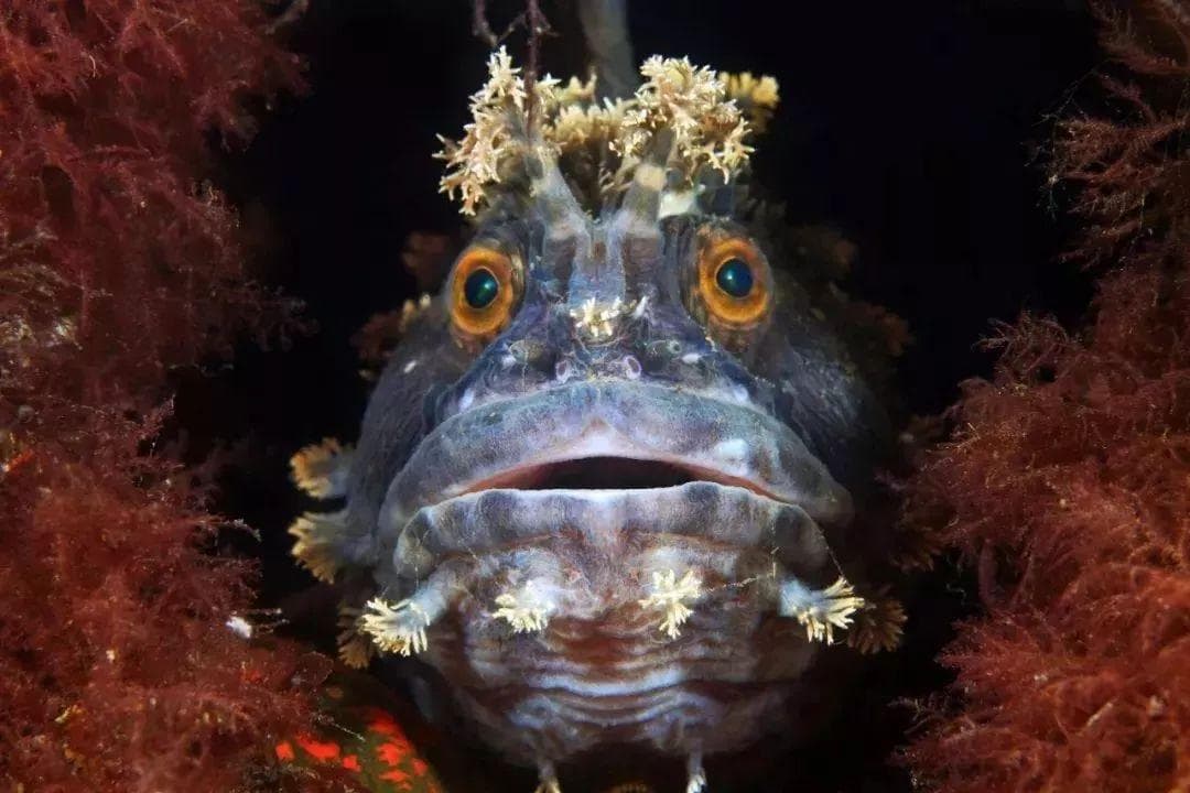 深海探测技术揭示未知海洋生物奥秘的贡献