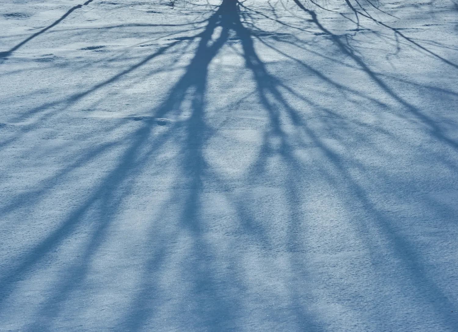斗罗大陆：雪尘的神秘武魂解析