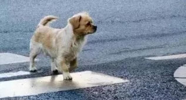 【以案普法】宠物犬横穿马路导致交通事故，责任谁担？