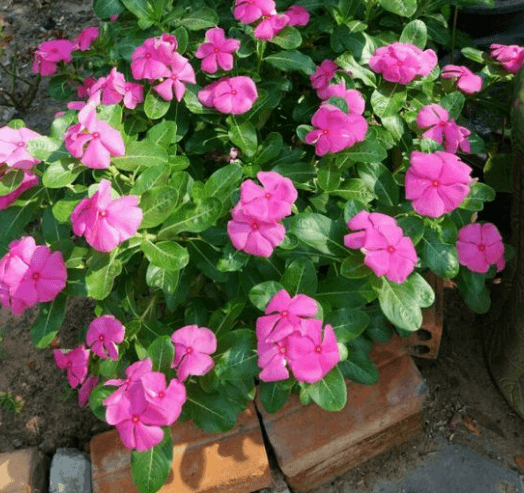 花叶蔓长春花怎么扦插（栽培长春花的注意事项）