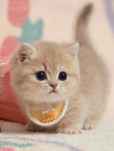 猪肝对猫咪健康的真相大起底：营养价值与安全喂食指南