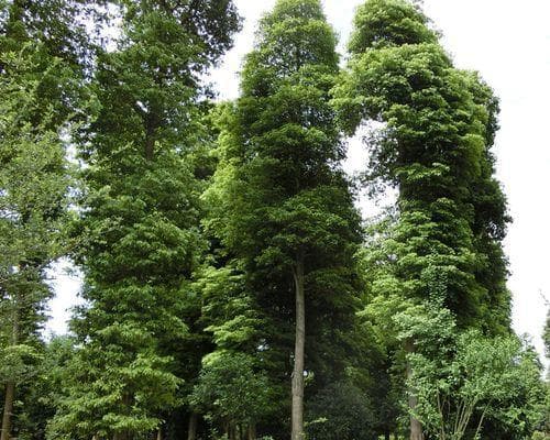 金丝楠木树：高贵华丽的珍稀树种