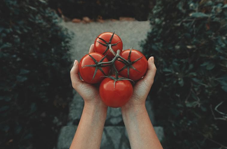 智慧果蔬种植：科技赋能“菜园子”