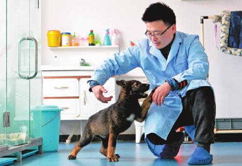 中国首只克隆警犬"昆勋"开始训练，将成警务工作新力量
