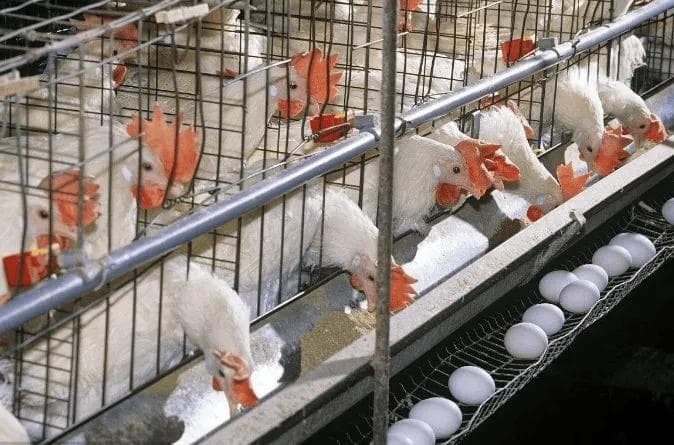 蛋鸡采食量的计算和其影响主要因素有哪些？