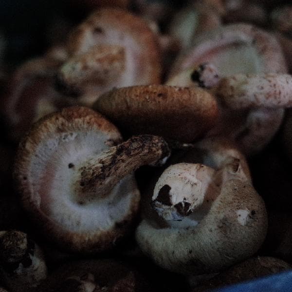 哪些食物中含有的叶酸比较多