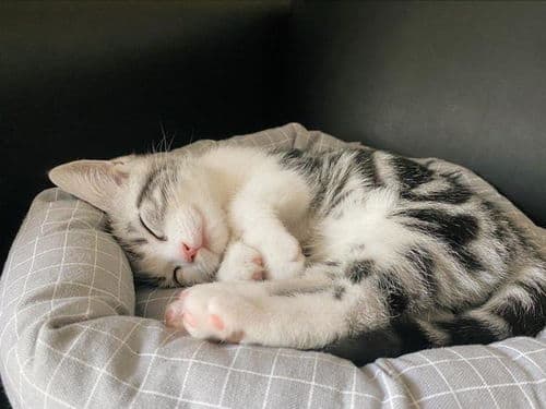 猫咪肚子疼？观察行为，及时就医！