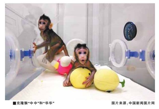 体细胞克隆猴诞生的伦理启示