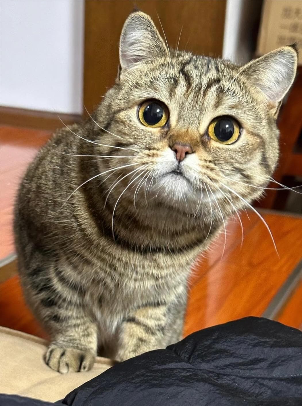 狸花猫：七大自然优势让养猫变得简单