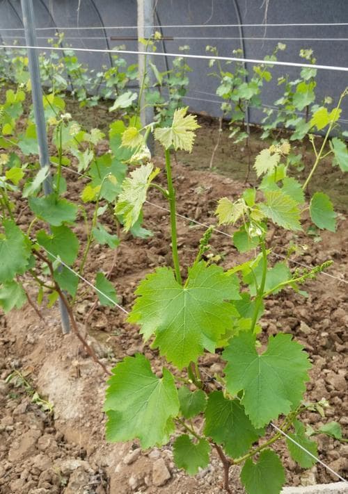 葡萄树秋季修剪指南：时间、方法与注意事项