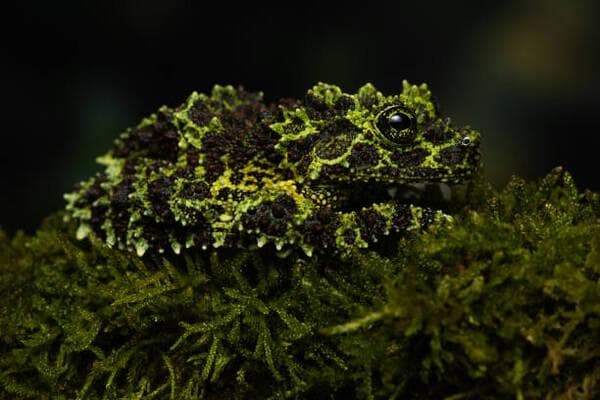 世界十大怪异青蛙：从透明到能飞，揭秘大自然的奇妙生物