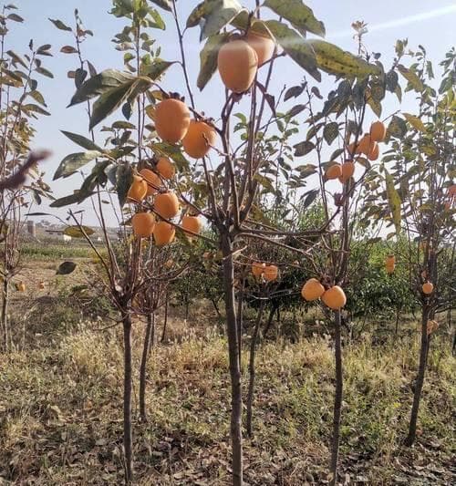 如何科学种植和管理柿子树（柿子树的种植时间、生长周期及关键管理技巧）
