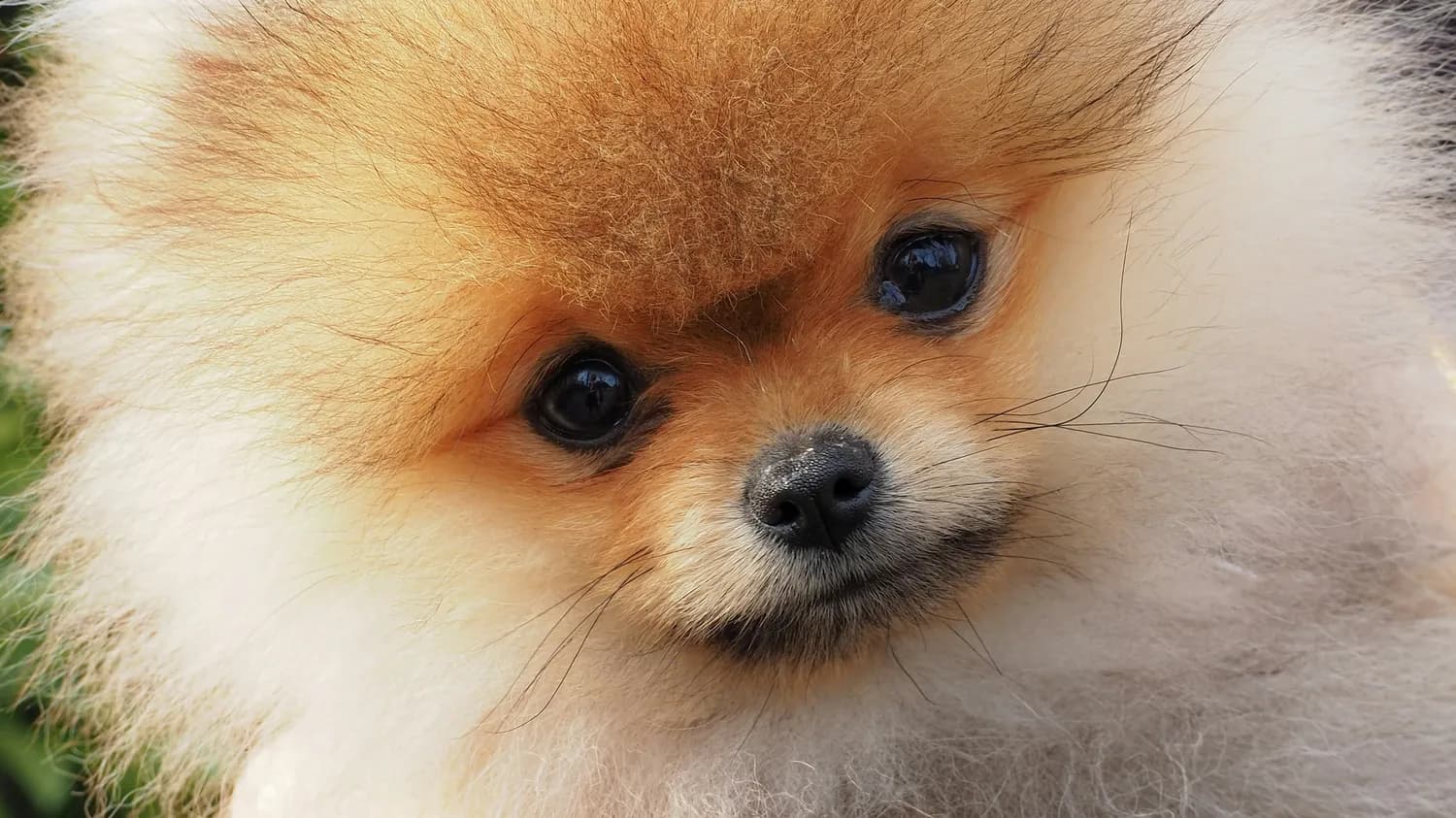 幼犬博美喂食量指南：专家揭秘