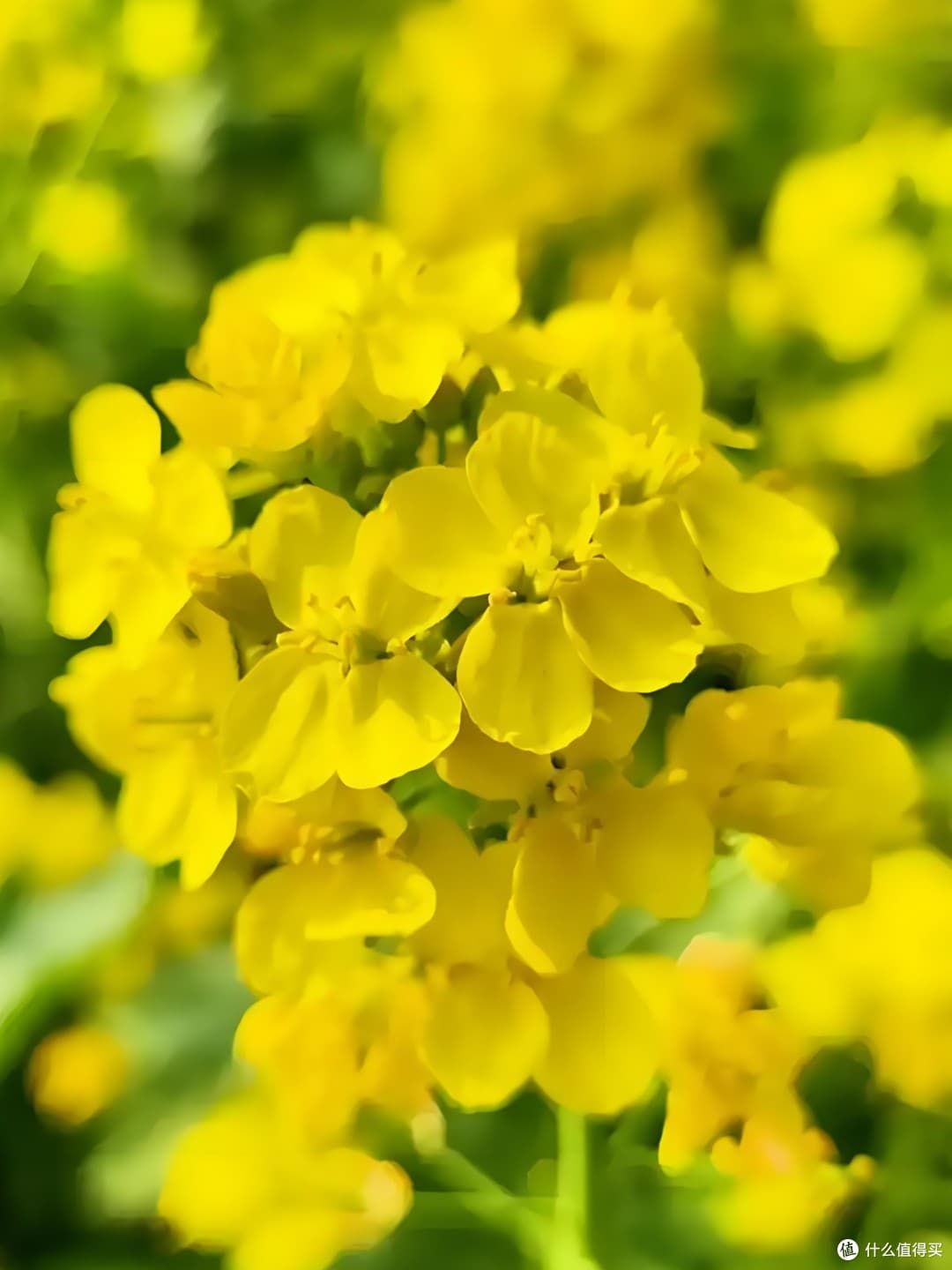 能从春天看到夏末的油菜花，跑遍全国，带你领略13处观花地