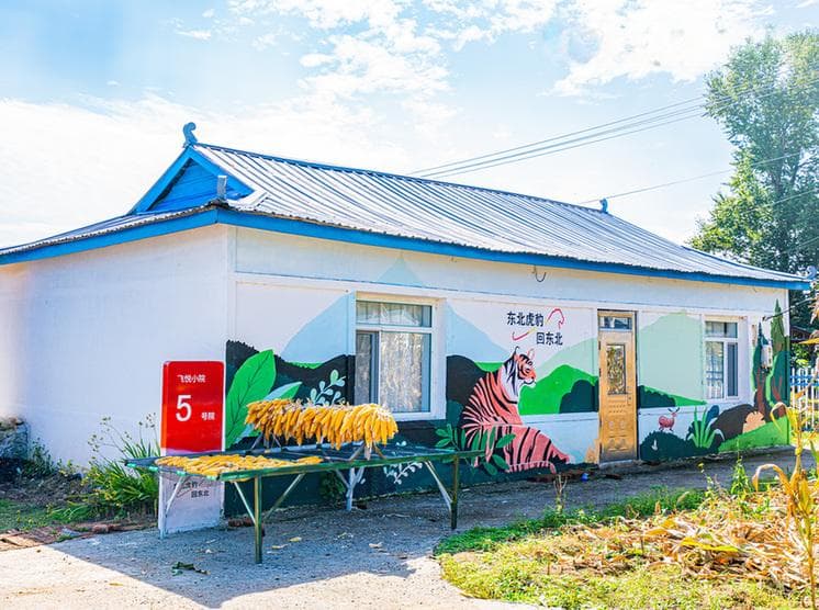 从濒危到安居：东北虎豹保护背后的乡村蜕变