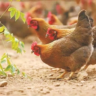 科技赋能产业全链条，清远鸡变身农业产业发动“鸡”