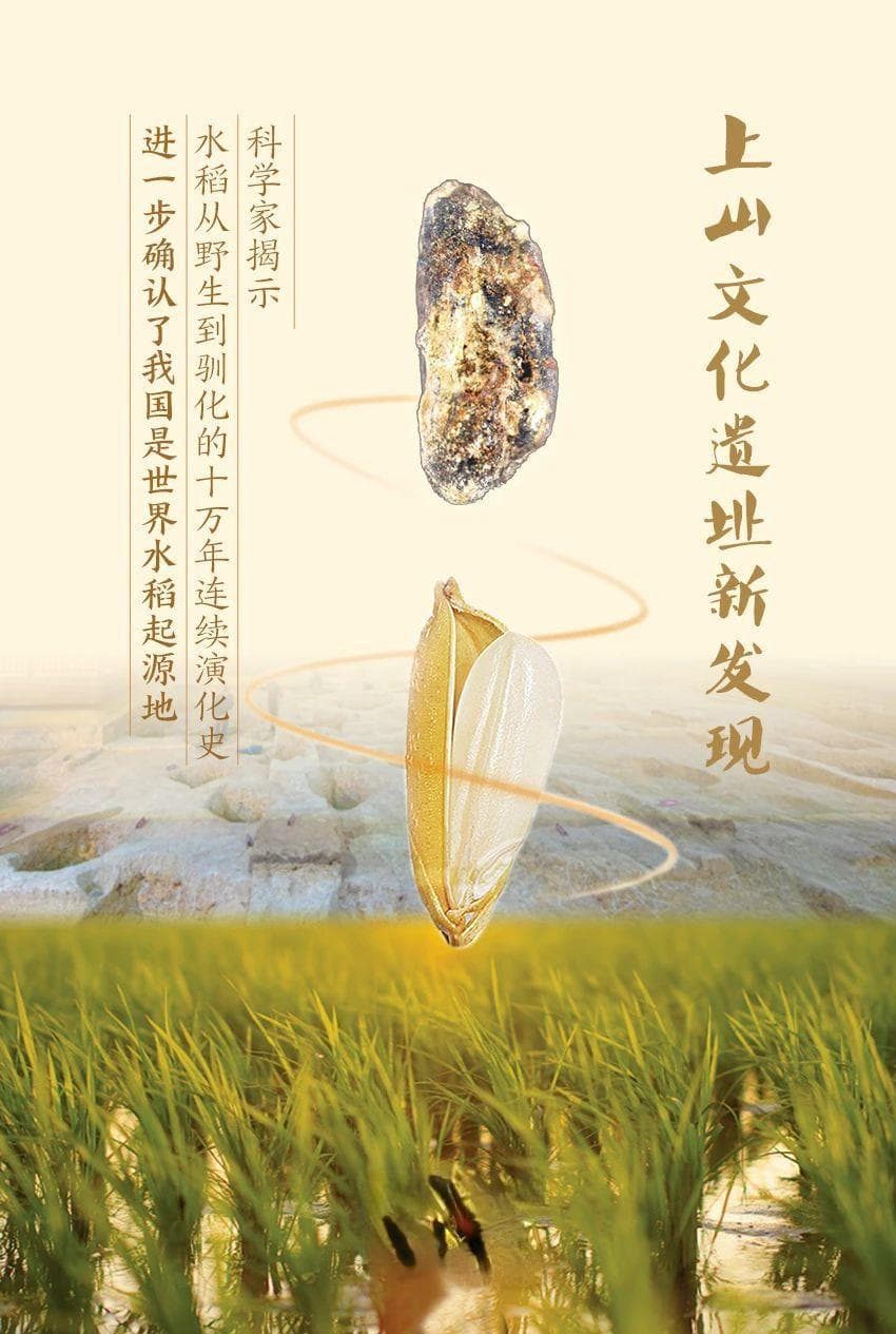 10万年水稻演化史证实：中国是世界水稻发源地