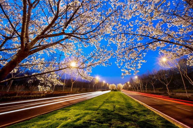 你好，这里是江苏！｜花神庙：百花竞艳，村民世代养花