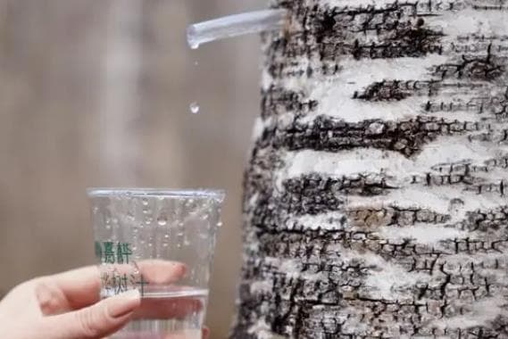 白桦树汁的作用和功效是什么？饮用时需要注意哪些禁忌？