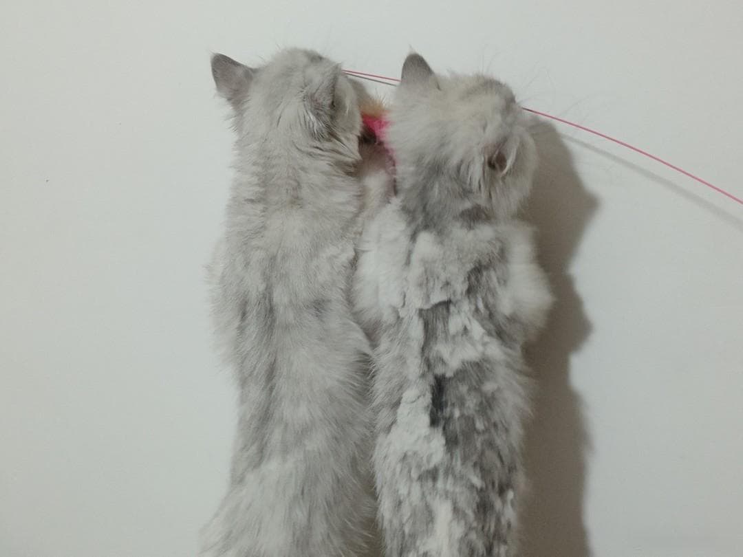 猫咪玩具喜好大揭秘，你知道多少？