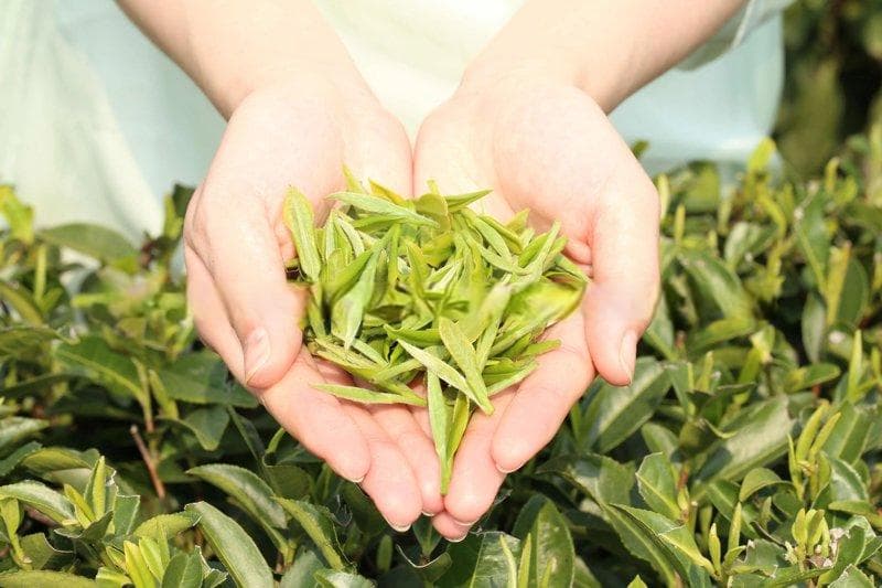 白茶的种类有哪些？如何选购最优质的白茶？