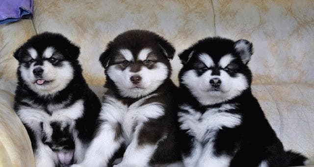 如何正确饲养阿拉斯加幼犬？（掌握15条禁忌，让宠物健康成长）