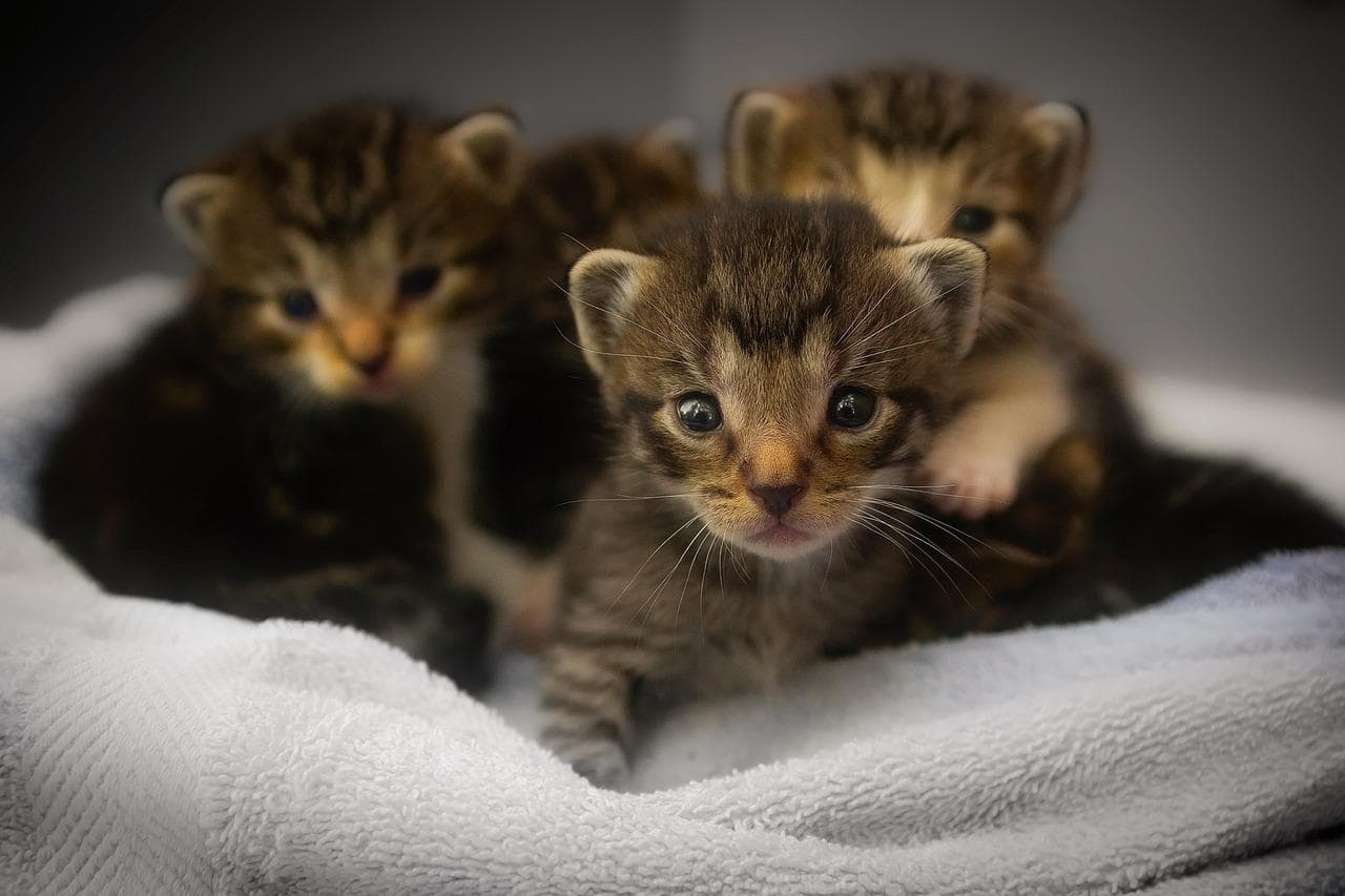 从新生到成猫：幼猫喂养完全指南 - 幼猫应该吃什么？是牛奶、代乳品还是猫粮？