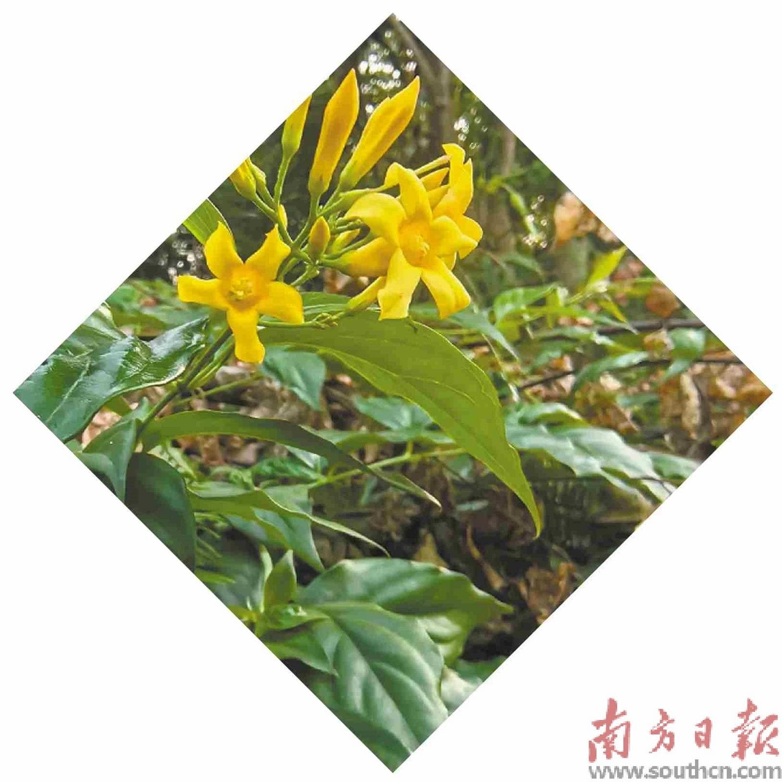 万物皆可煲？有些“药材”千万别食用