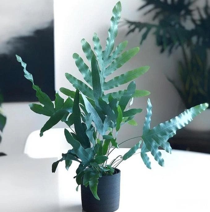 蓝星水龙骨怎么养护才能长得好？紧抓这7大核心，越养越好