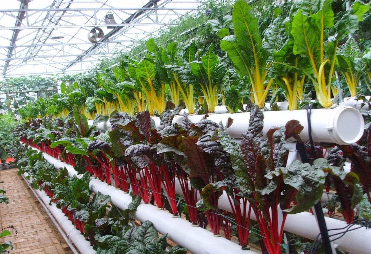 管道水培种植生菜：从系统构建到收获管理的全程技术指南