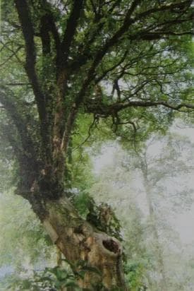 柞榛木——详述一直被遗忘的红木珍宝！