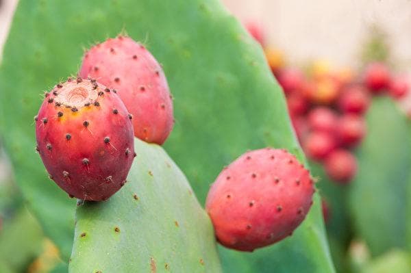 5种对皮肤有益的食物 抗老化、保持紧致度