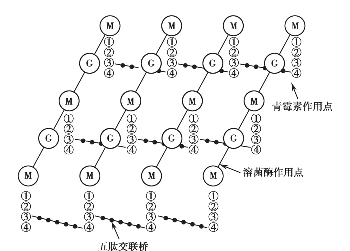 微生物耐药的基础与临床（第2版）