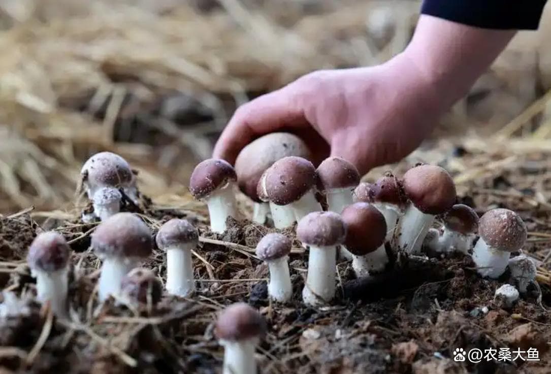 食用菌大集合：各自特点及口味剖析