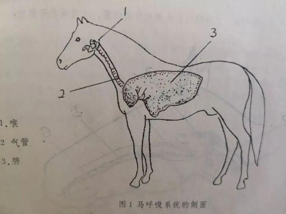 为了长距离快速奔跑，马的呼吸系统多独特？自带兴奋剂系统