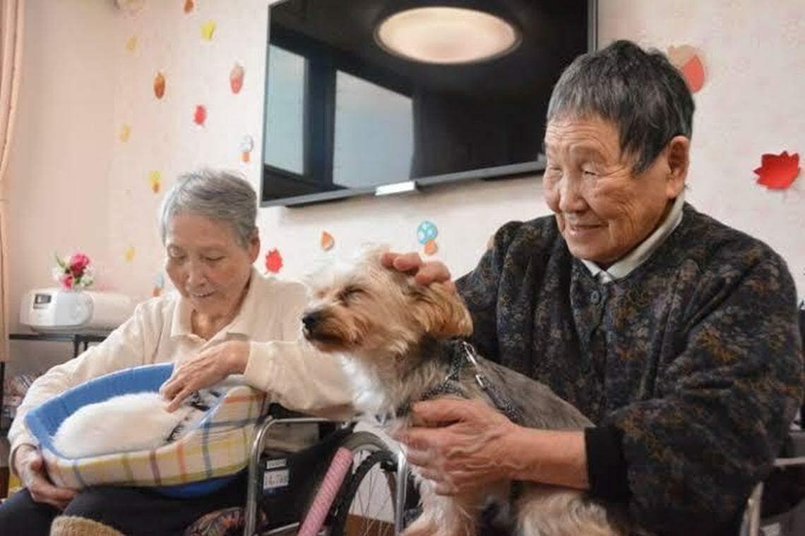 实现与宠物一起终老愿望 日本老人院允许宠物入住