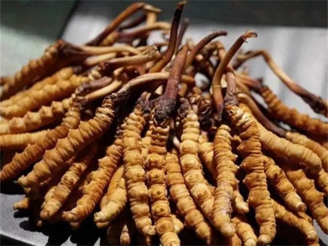 人参冬虫夏草灵芝泡酒的营养价值和制作方法