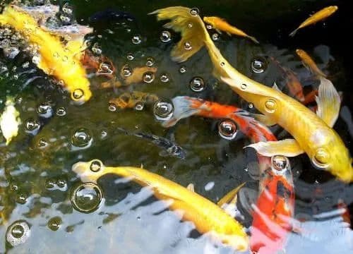 锦鲤养护指南：从水质管理到合理投喂