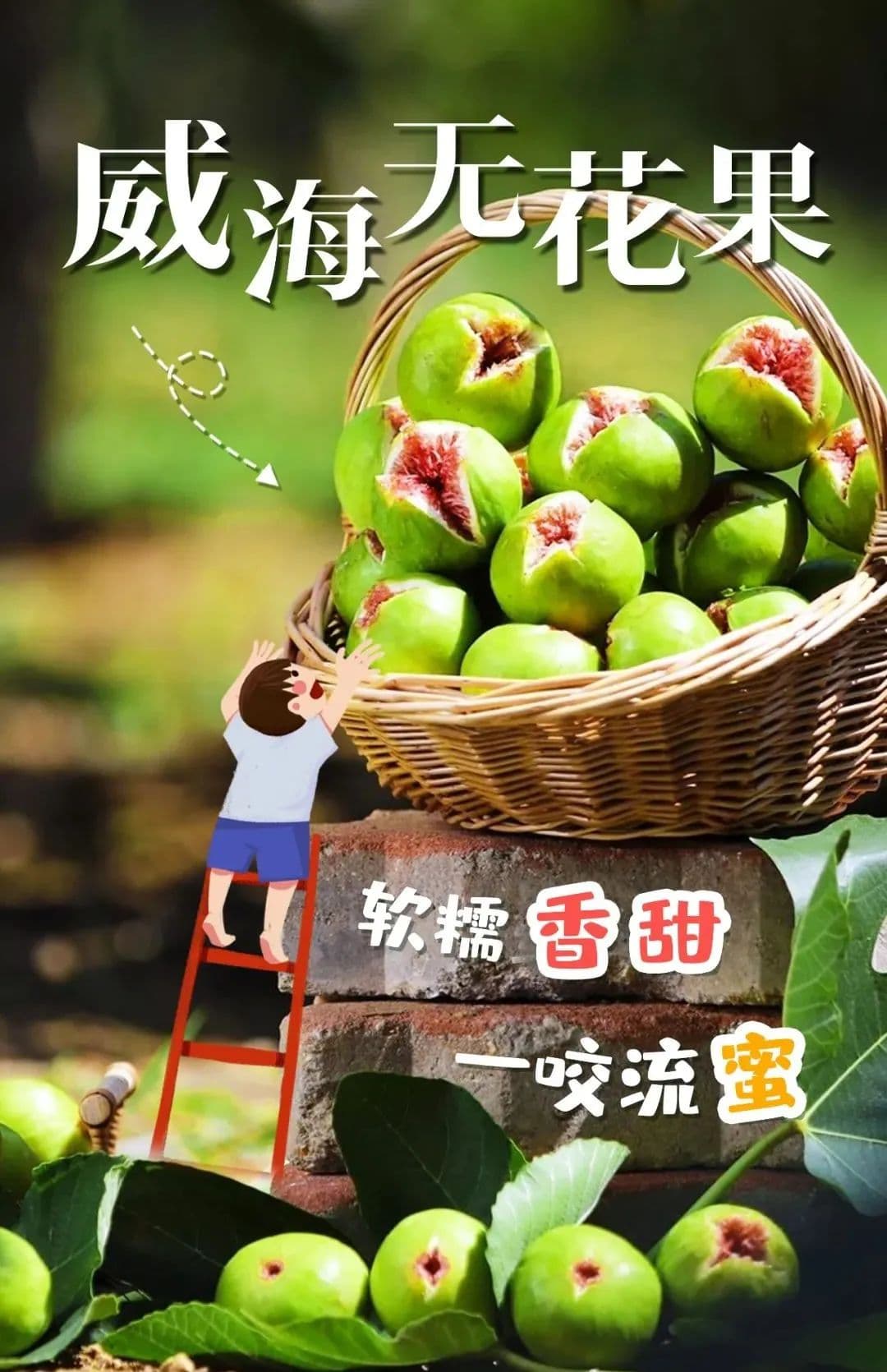 什么？“树上的糖包子”竟是威海特产！