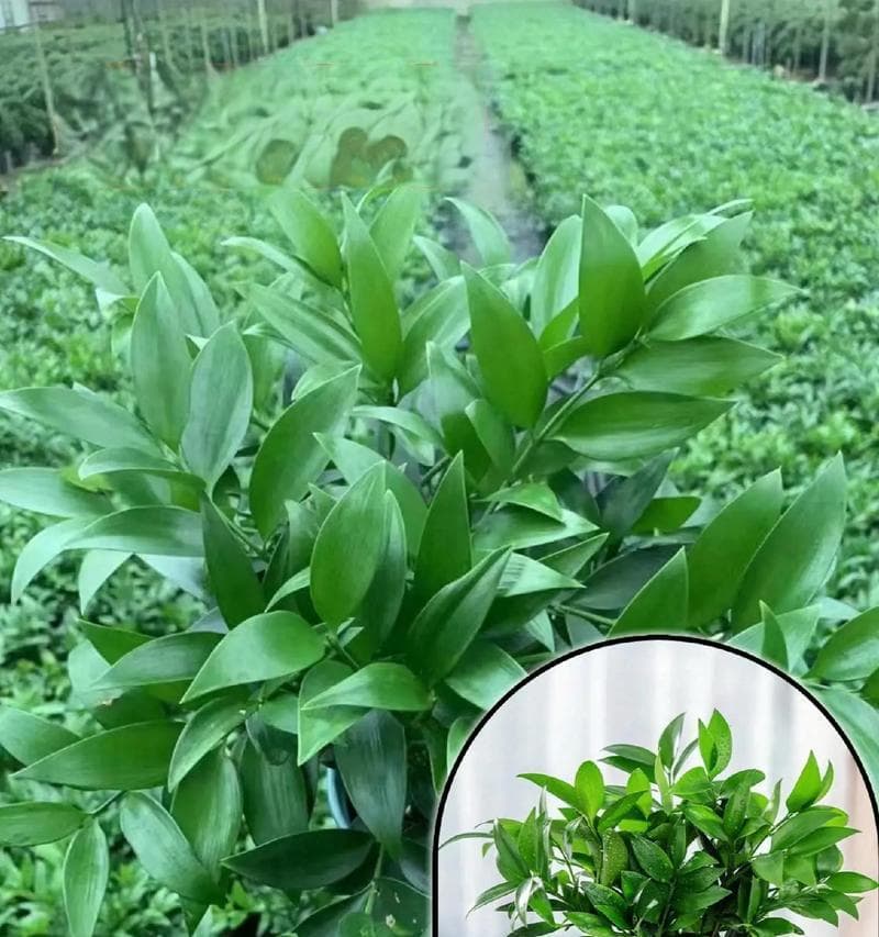 耐水耐寒盆栽植物中哪些颜值高？
