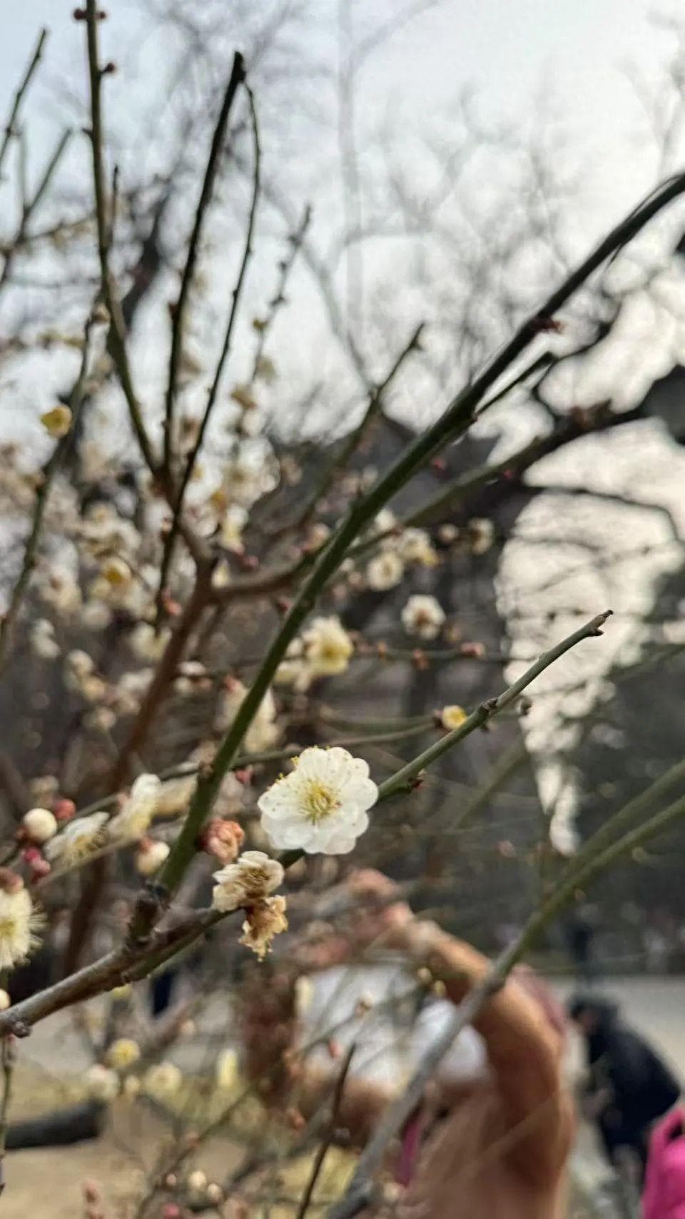 春色“梅”好！京城第一波梅花开了