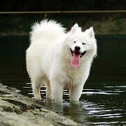 萨摩耶犬：微笑天使的全面指南