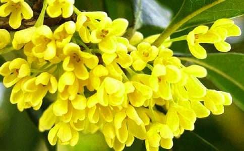 盆栽四季桂花怎么养