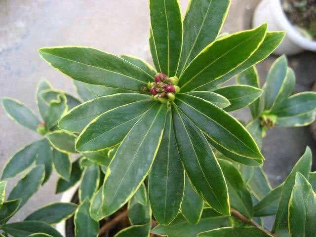 金边瑞香养护全攻略：从缓苗到开花，让每一片叶子都绿油油