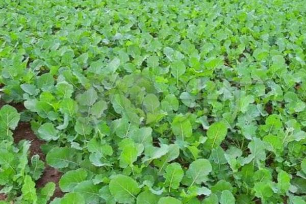 春油菜高产栽培技术及白斑病诊断指南