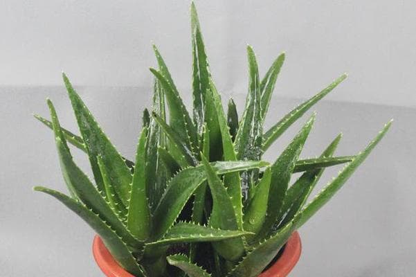 芦荟养殖指南：家庭种植技巧与注意事项