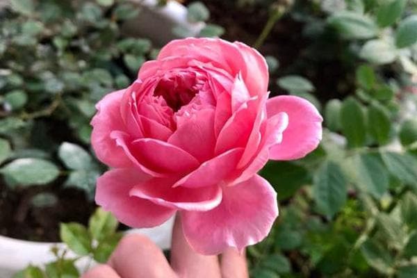 微型月季花有哪些品种(热门阳台微月推荐）